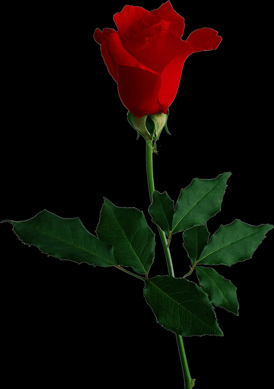 Single Red Rose Black Background.jpg