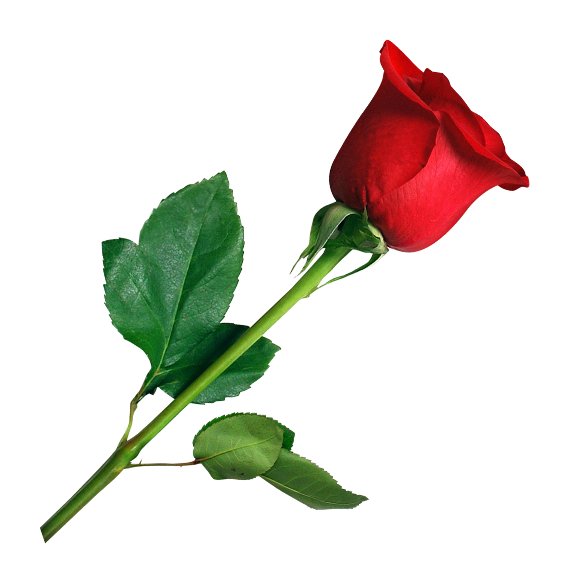 Single Red Rose Gray Background.png