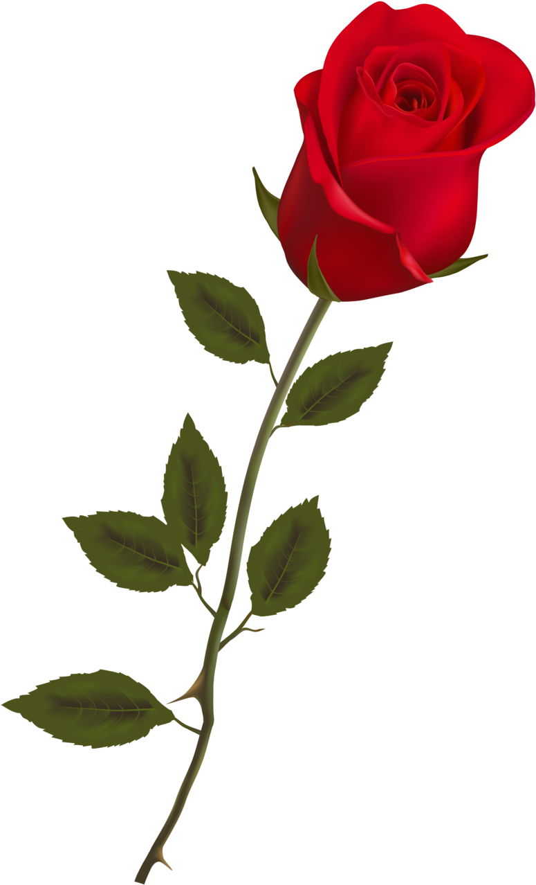 Single Red Rose Isolated