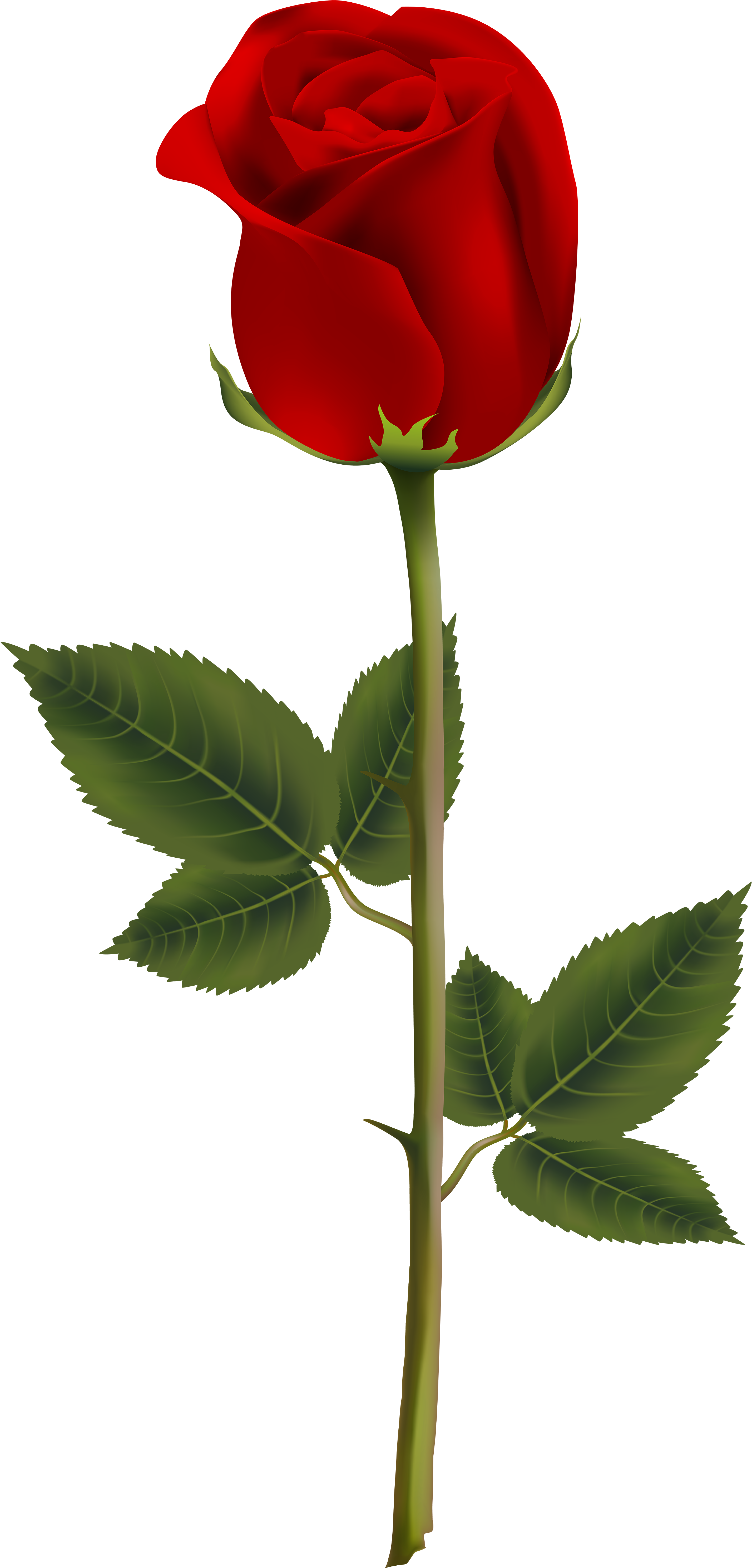 Single Red Rose Stem