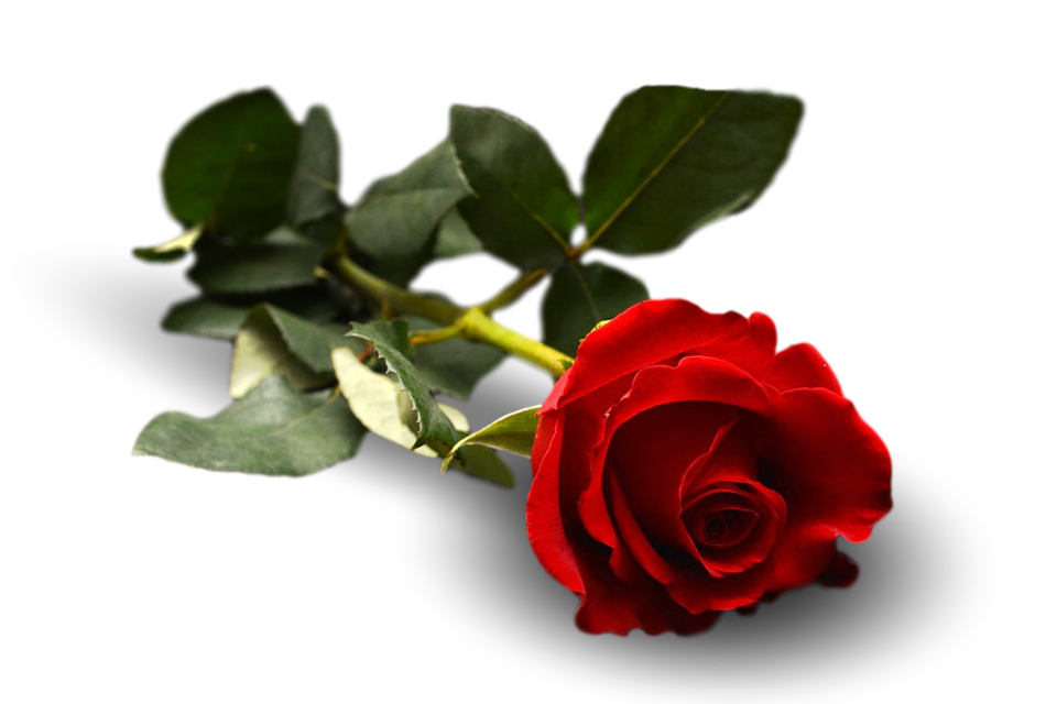 Single Red Rose Transparent Background.png