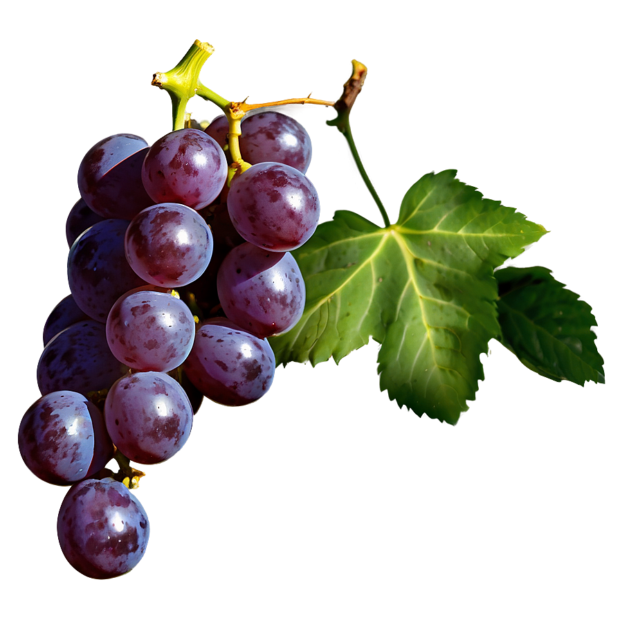 Single Seedless Grape Png Pcs