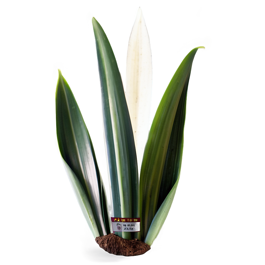 Single Snake Plant Leaf Png 06122024