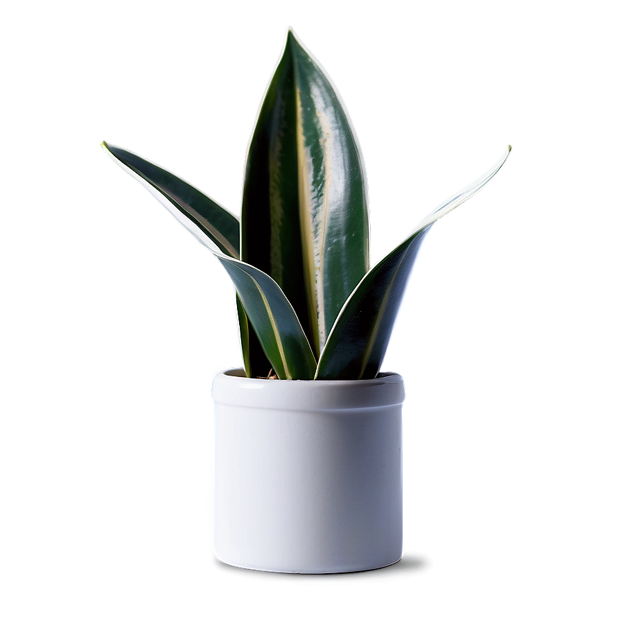 Single Snake Plant Leaf Png Sdc