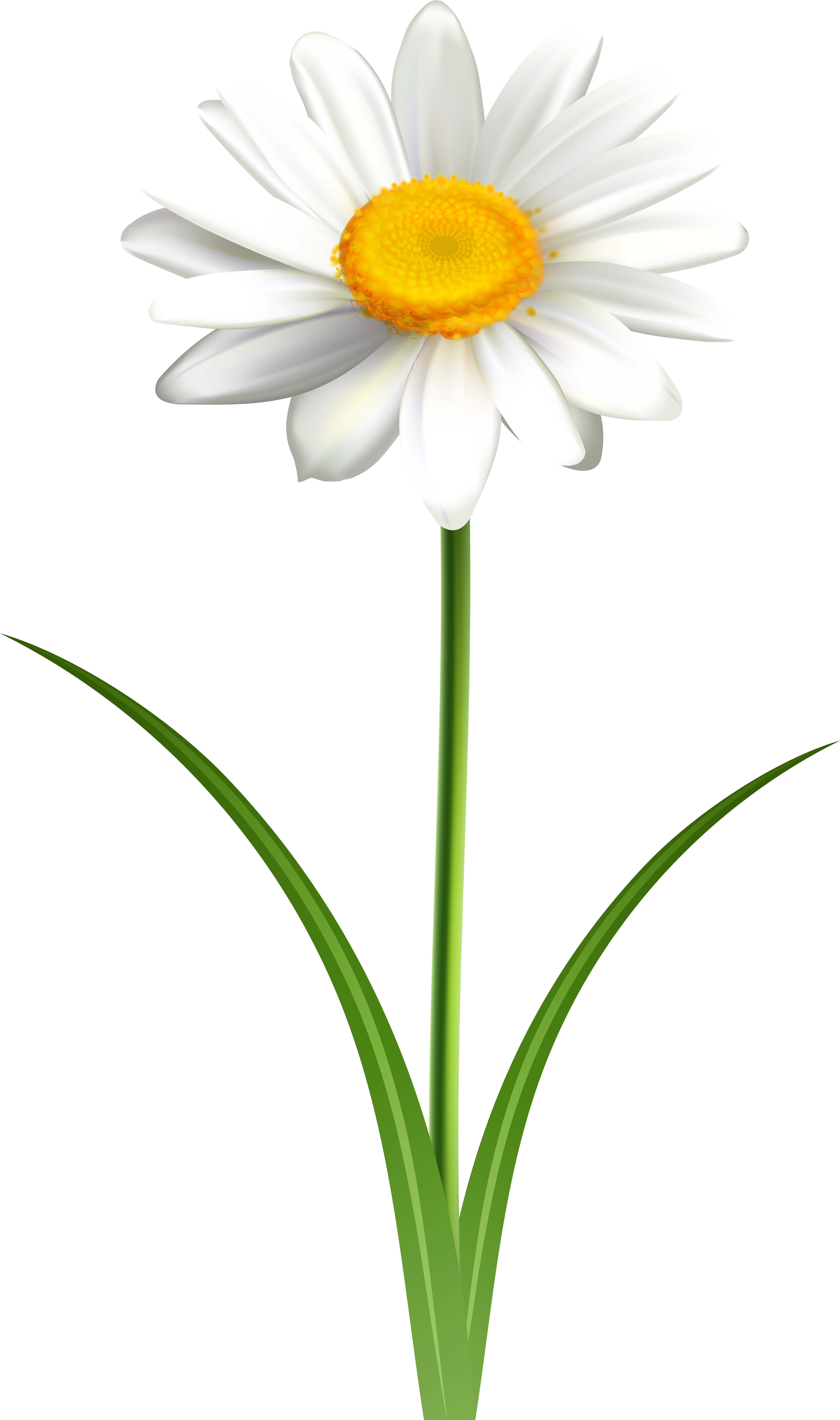 Single White Daisy Graphic