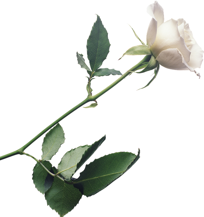 Single White Rose Stem