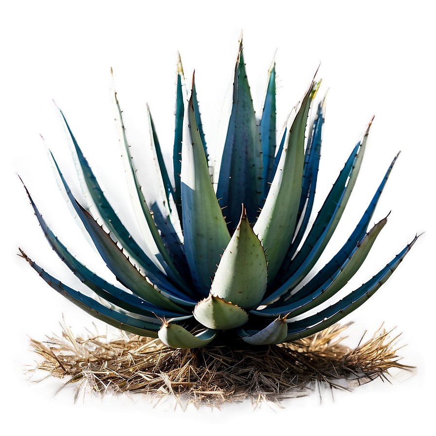 Sisal Agave Plant Png 06282024