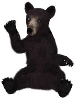 Sitting Bear Dark Background