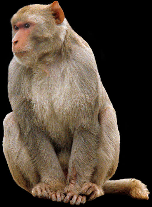 Sitting Monkey Portrait