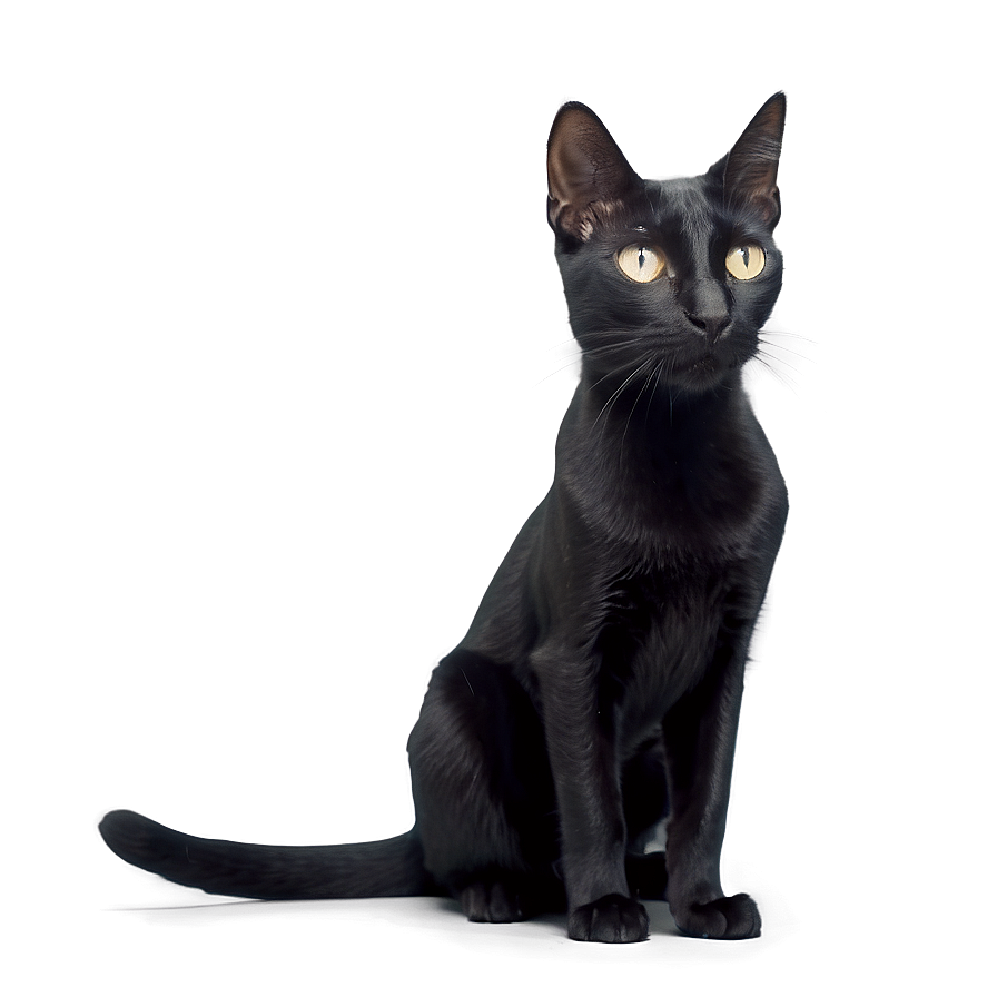 Sleek Black Cat Png A