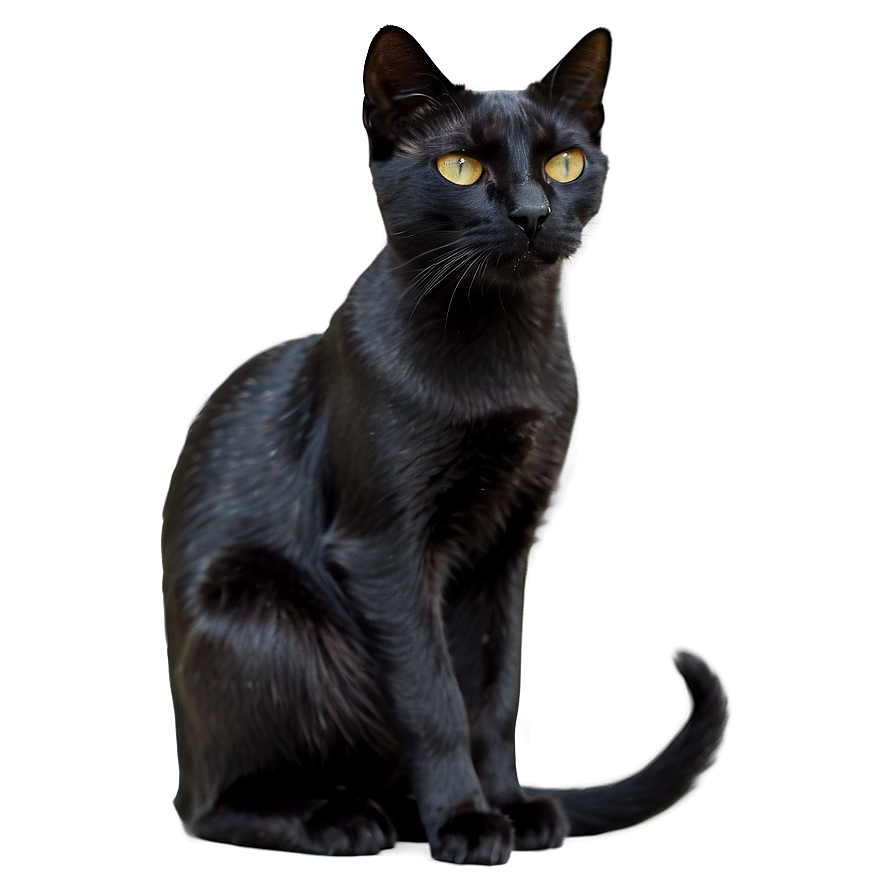 Sleek Black Cat Png C