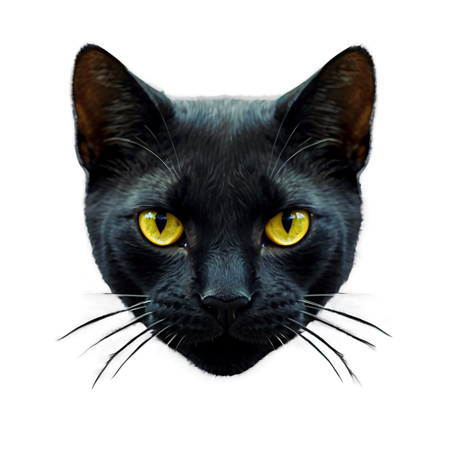 Sleek Black Cat Png D