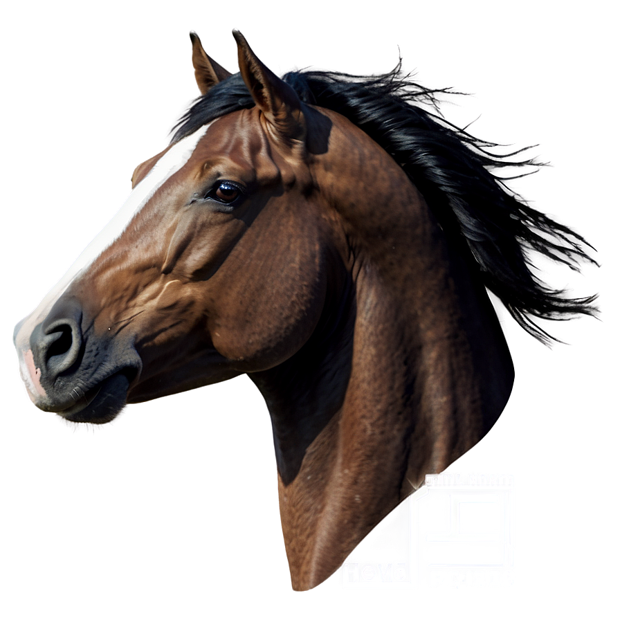 Sleek Horse Head Curvature Png 06122024