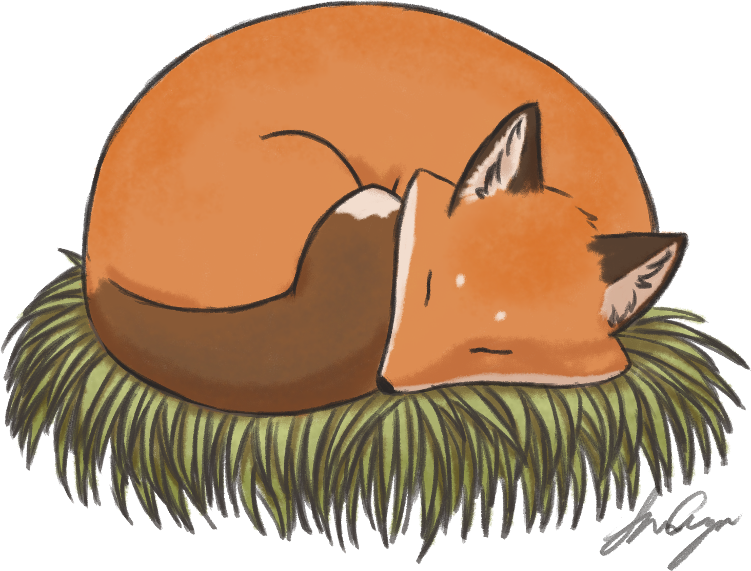 Sleeping Fox Illustration