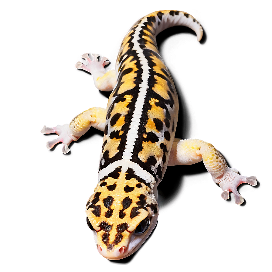 Sleeping Leopard Gecko Png 78