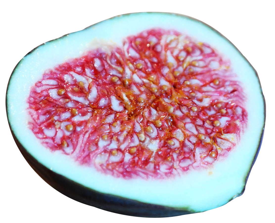 Sliced Fig Cross Section