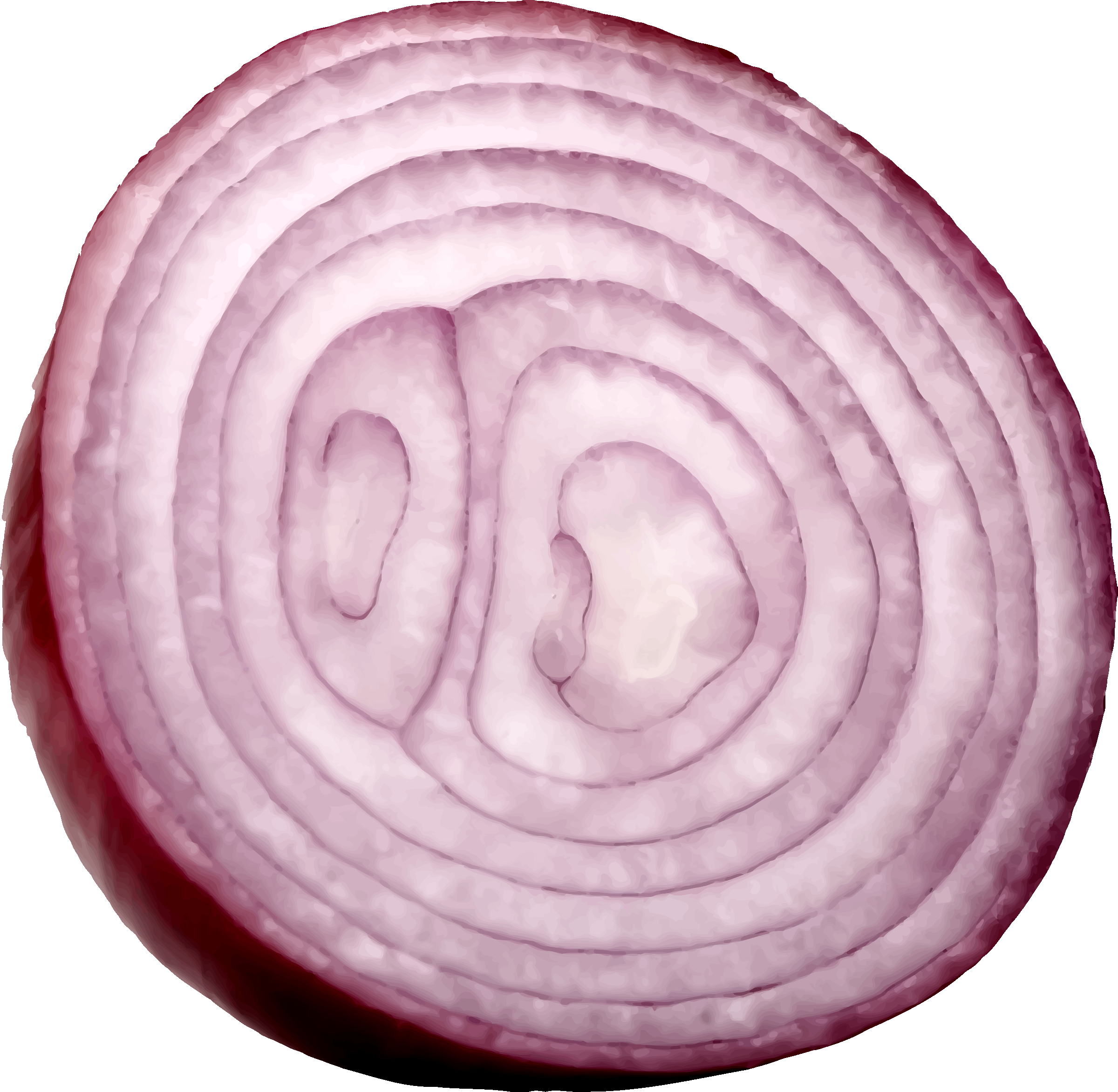 Sliced Red Onion Cross Section