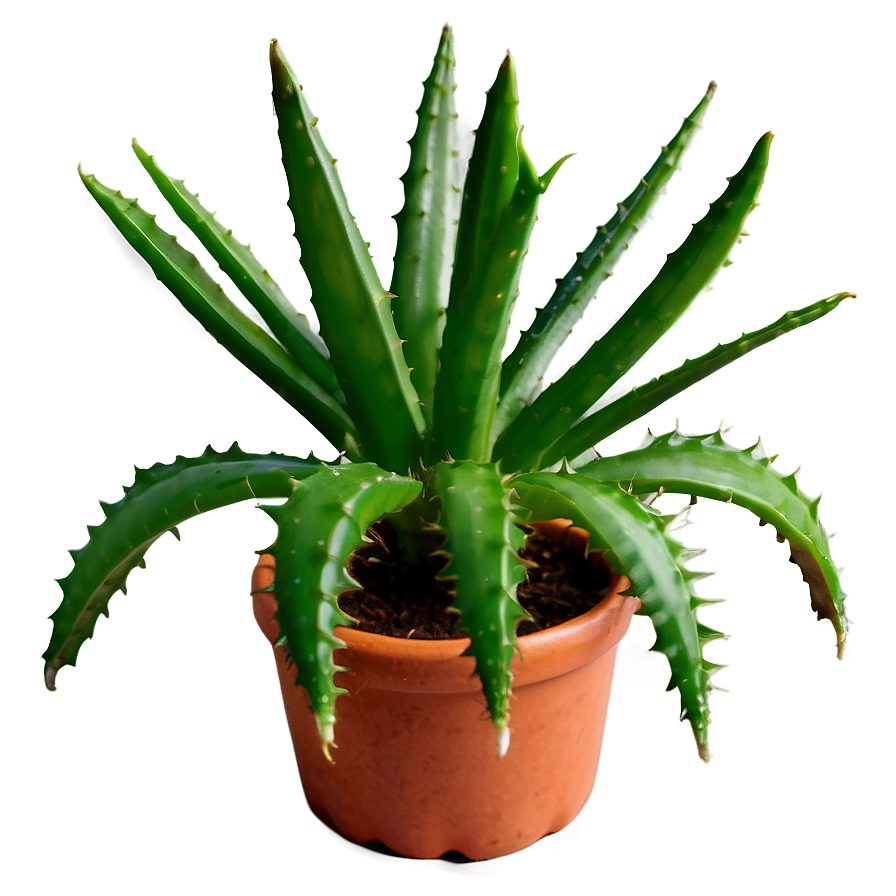 Small Aloe Plant Png 89