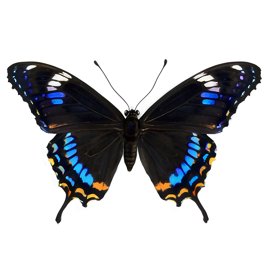 Small Black Butterfly Png 06252024