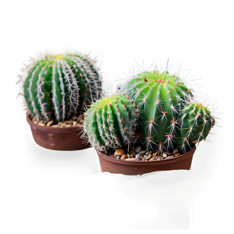 Small Cactus Plant Png 06132024