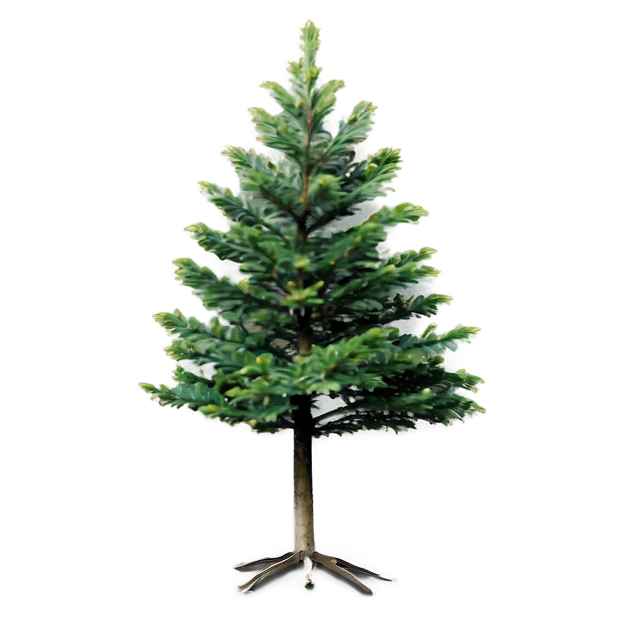 Small Evergreen Tree Png 06132024