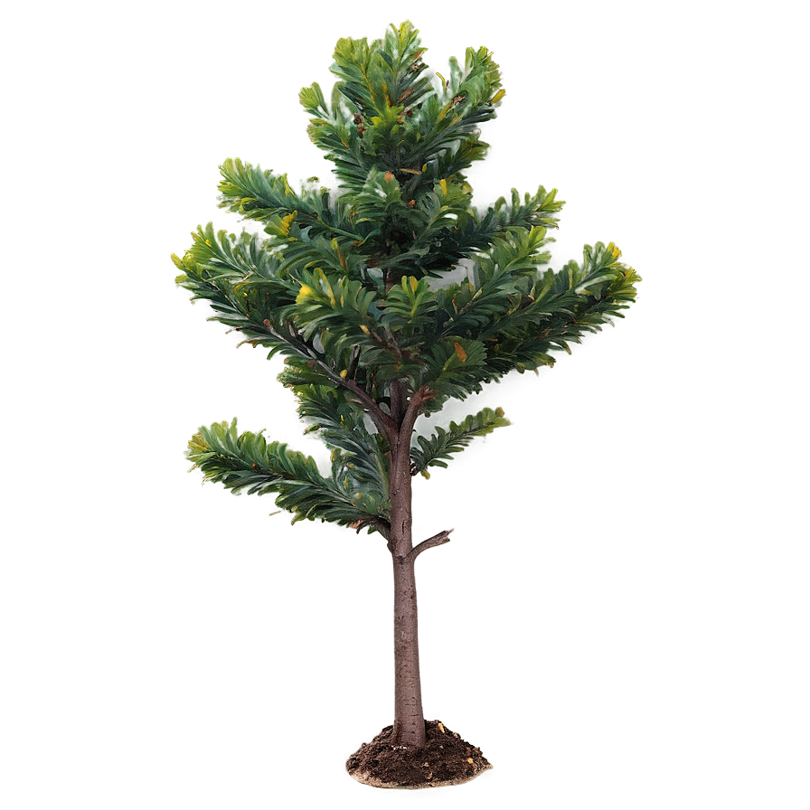 Small Evergreen Tree Png Acu83