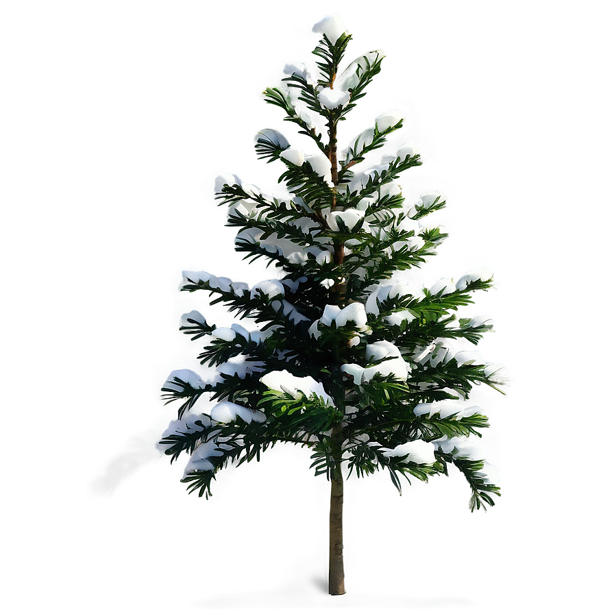 Small Evergreen Tree Png Ker73