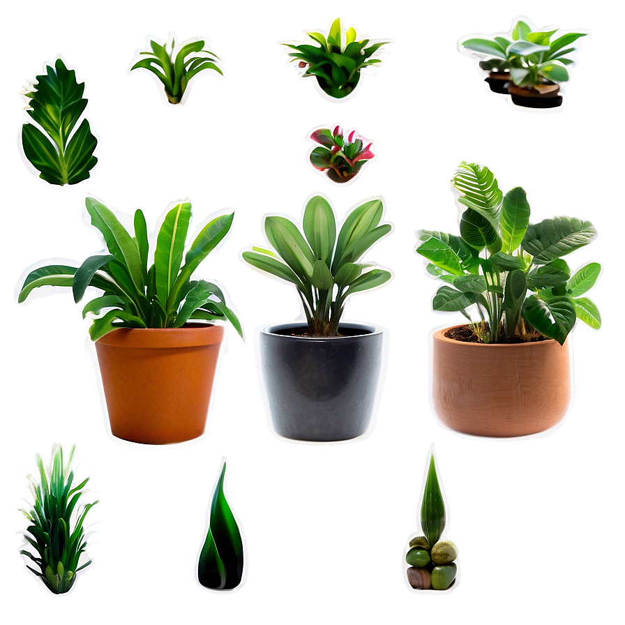 Small Indoor Plants Png 16