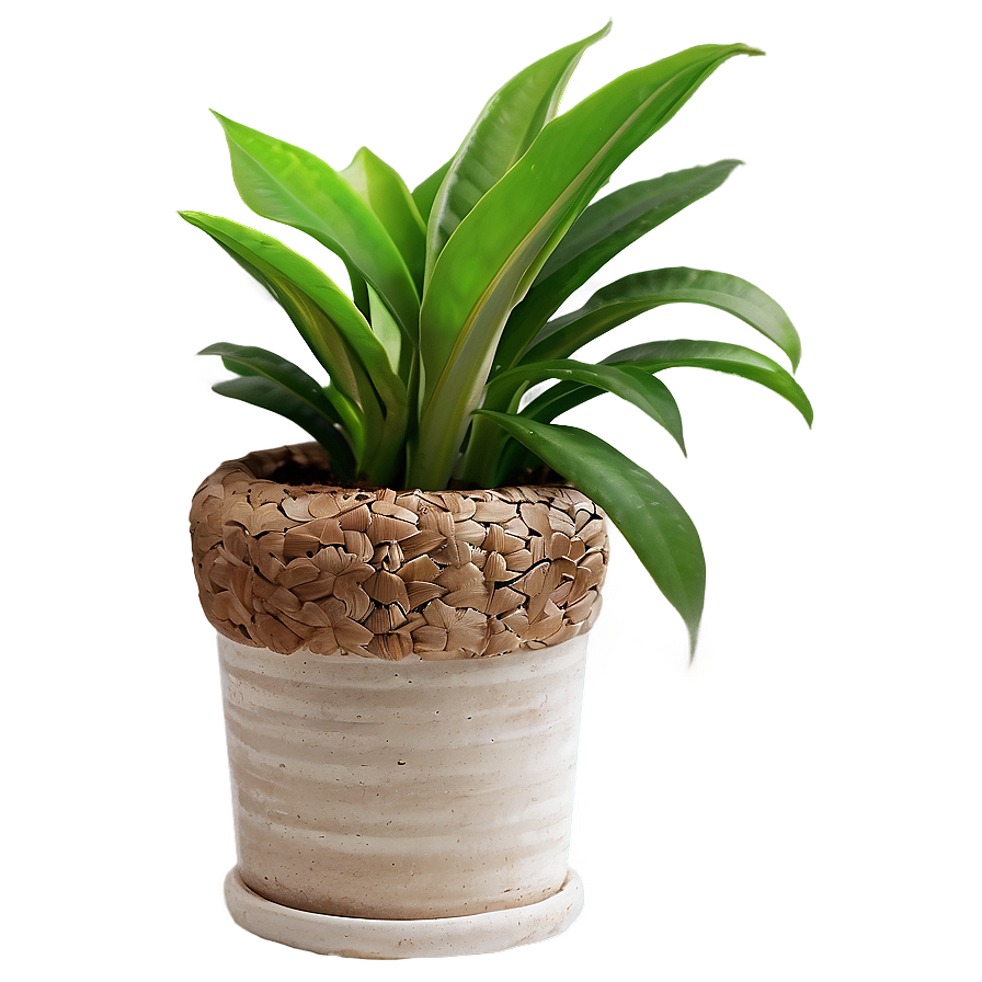 Small Indoor Plants Png Nqj