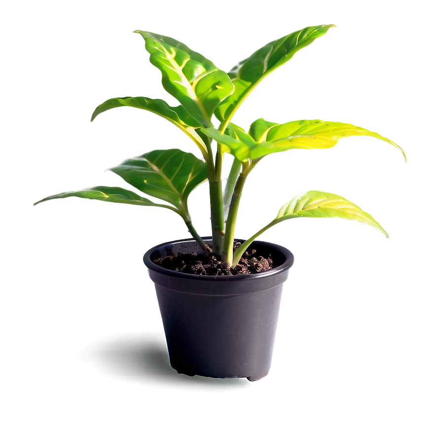 Small Plant In Bright Light Png 88