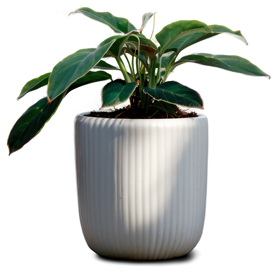 Small Plant In White Pot Png 96