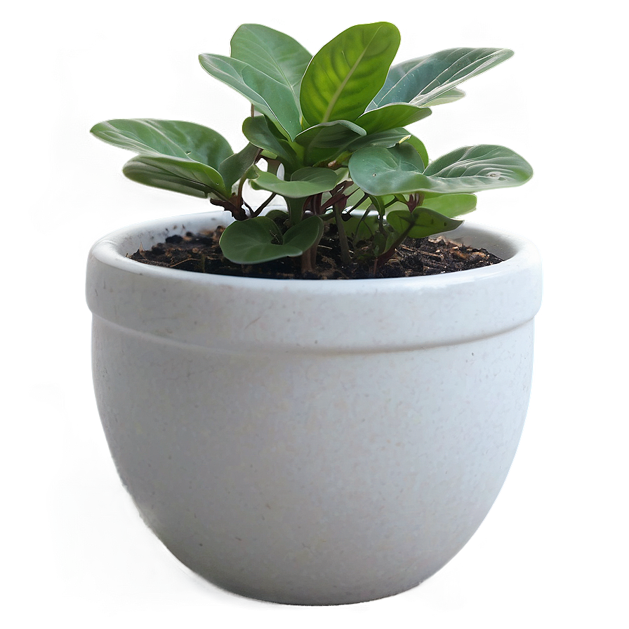 Small Plant In White Pot Png Nyx66