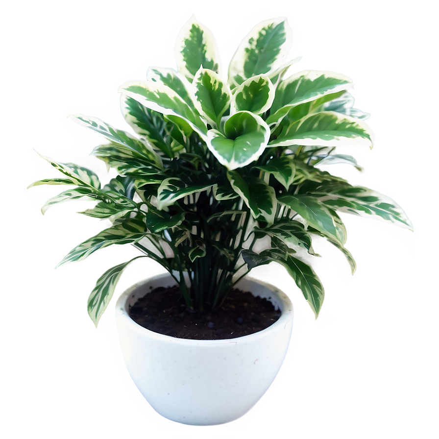 Small Plant In White Pot Png Udc