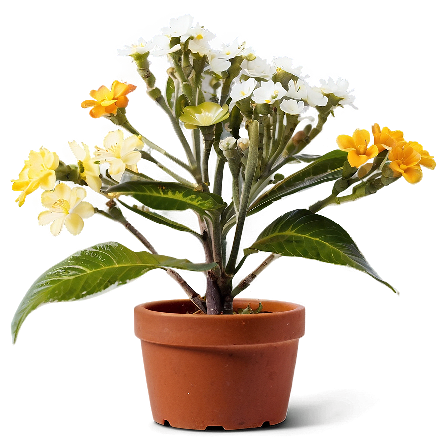 Small Plant With Flowers Png Hly