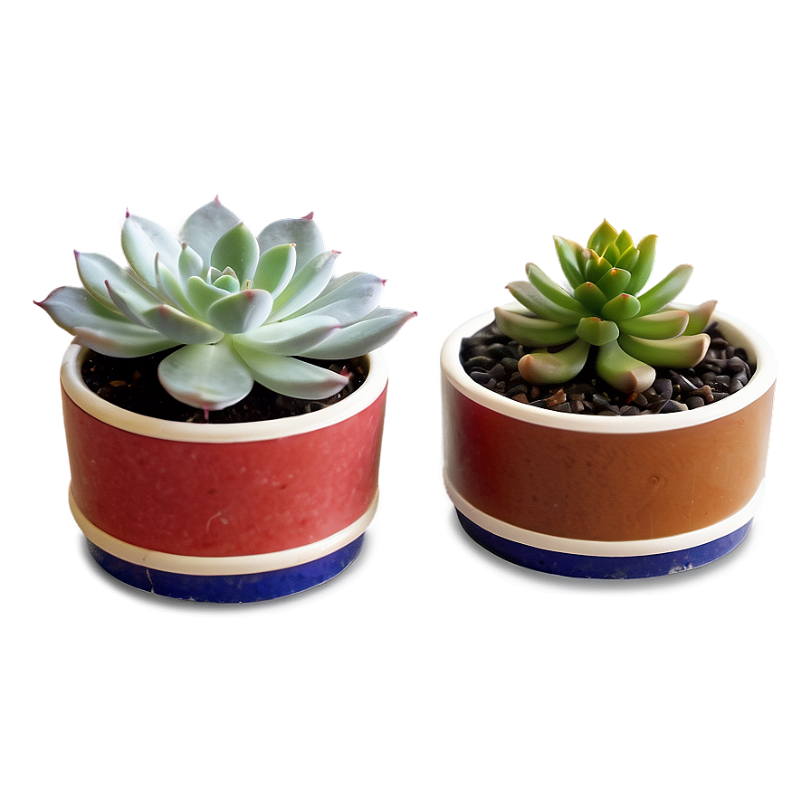 Small Succulent Gifts Png Fds18