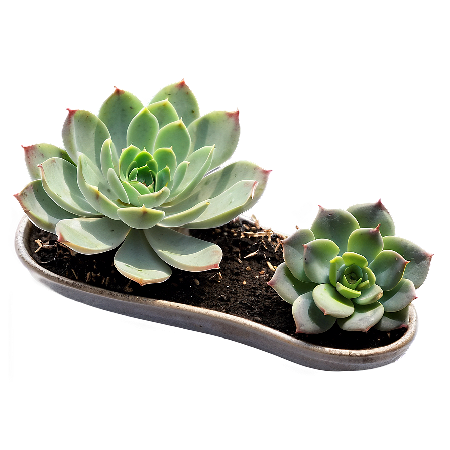 Small Succulent Png Ble