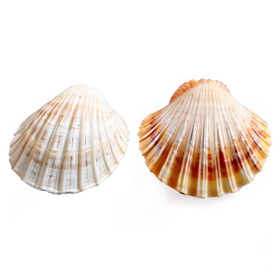 Small To Large Shells Png 06212024