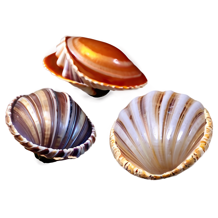 Small To Large Shells Png 28