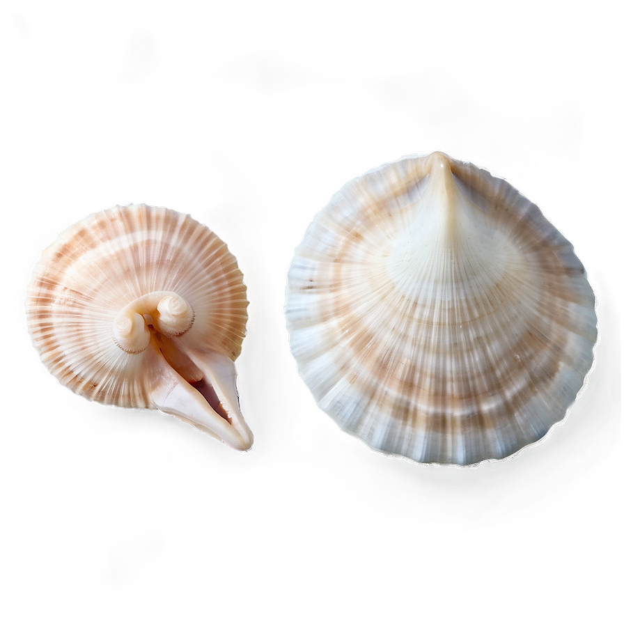 Small To Large Shells Png Qtp