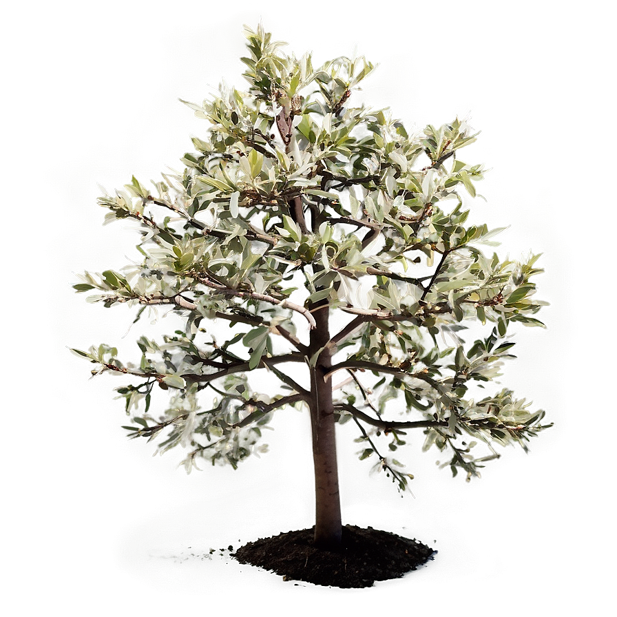 Small Tree Png Den