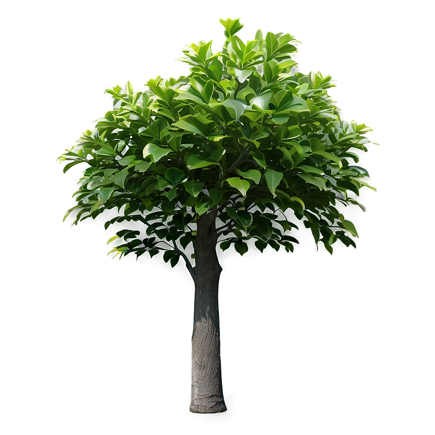 Small Tree With Leaves Png 1