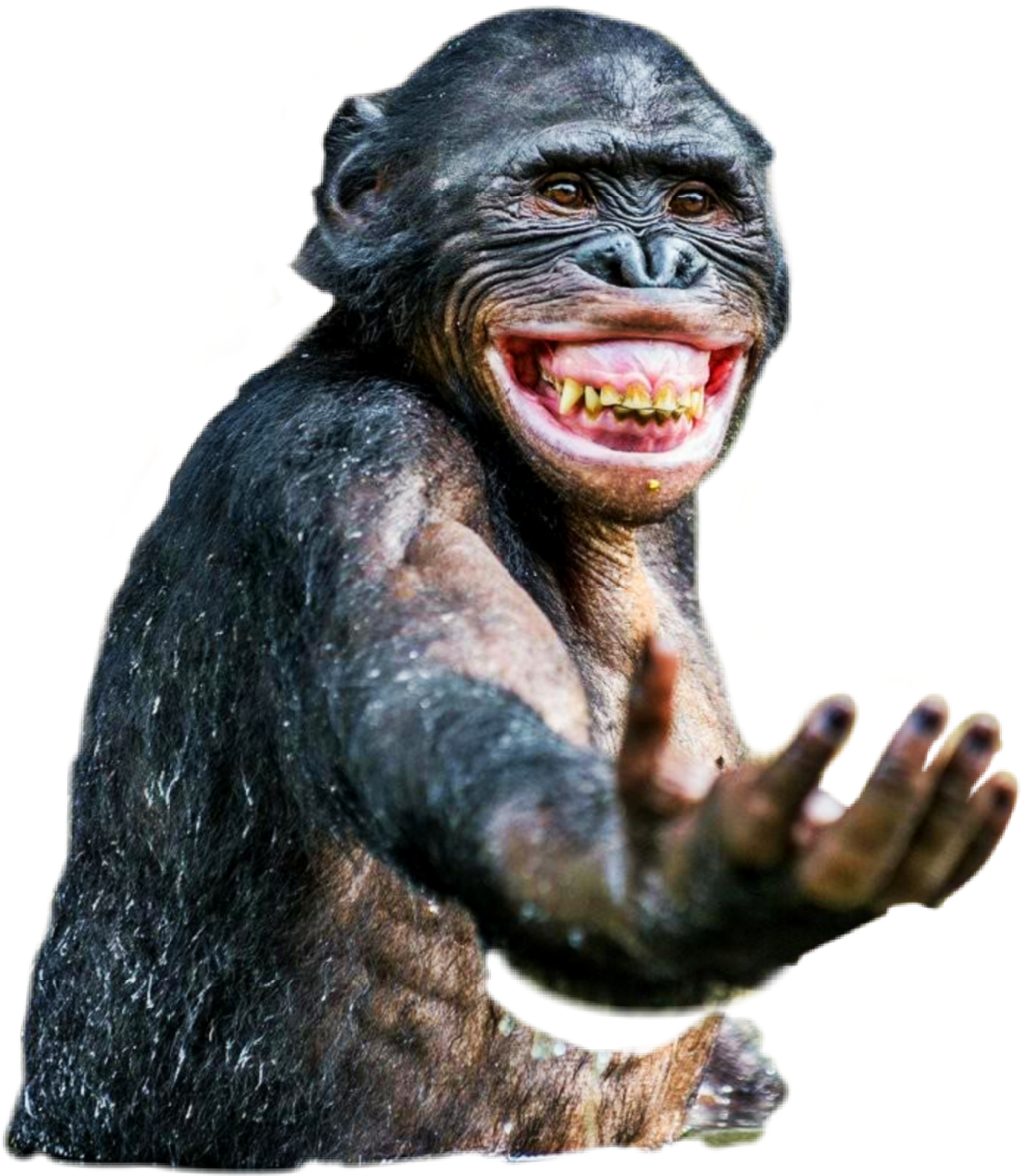 Smiling Chimpanzee Transparent Background