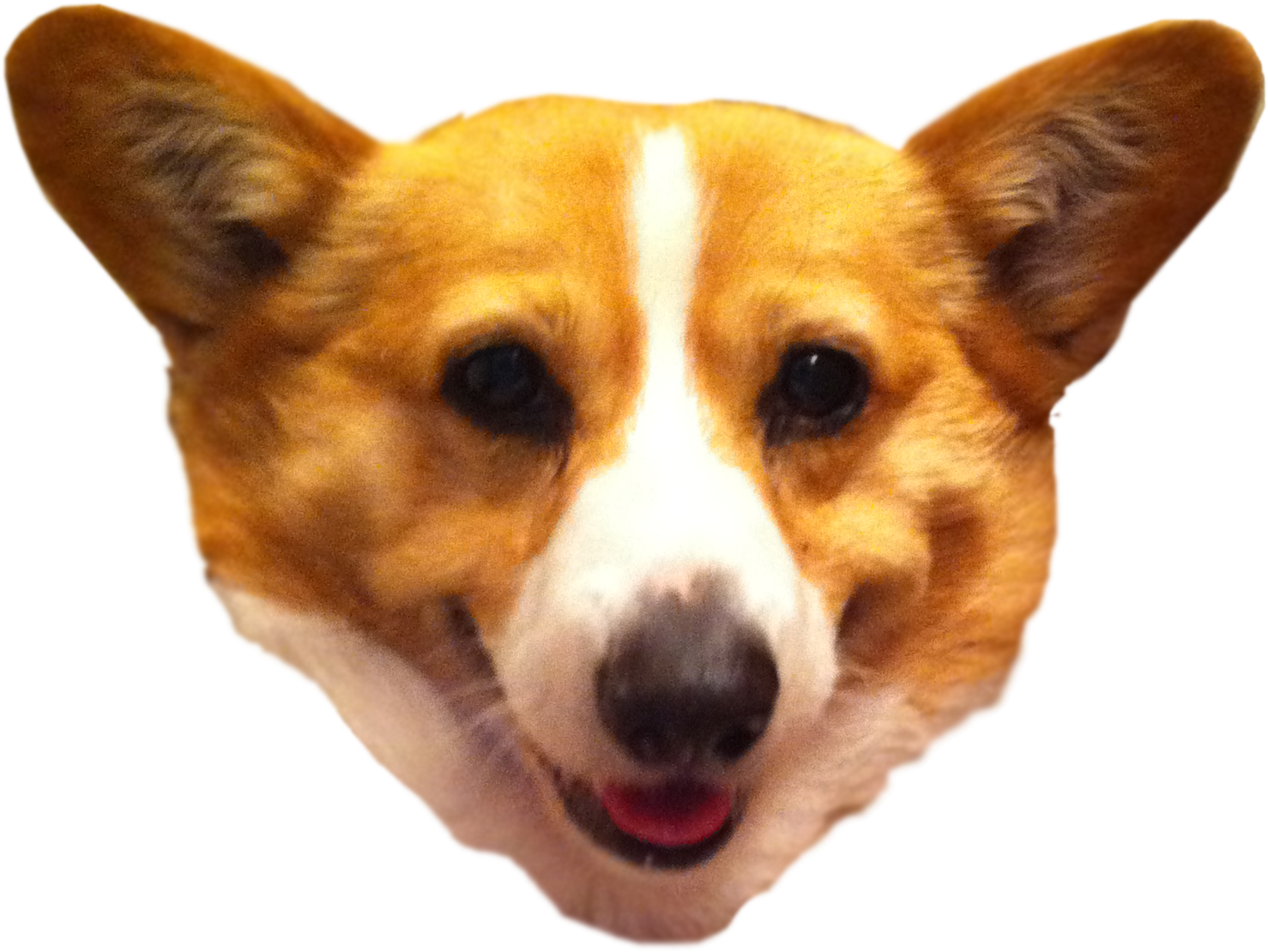 Smiling Corgi Headshot.png