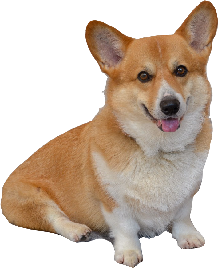 Smiling Corgi Portrait