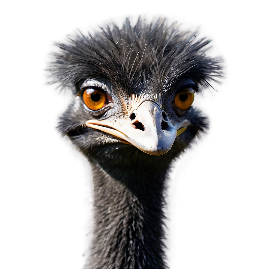 Smiling Emu Png 06252024