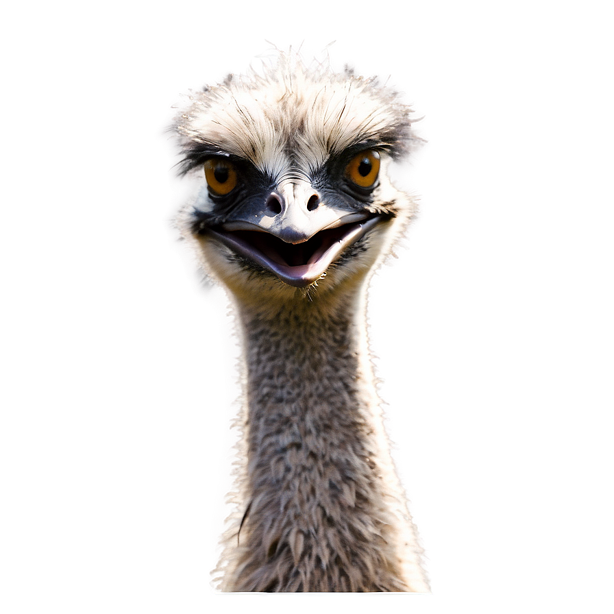 Smiling Emu Png 62