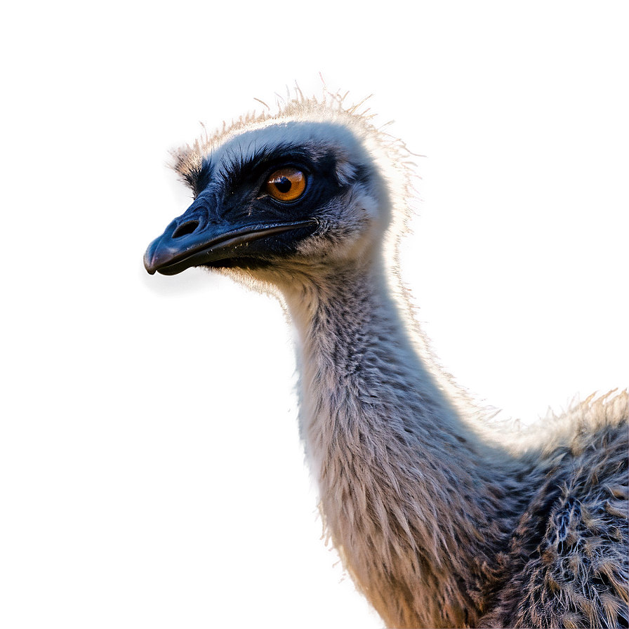 Smiling Emu Png Sof38