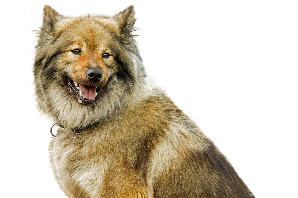 Smiling Fluffy Dog Portrait