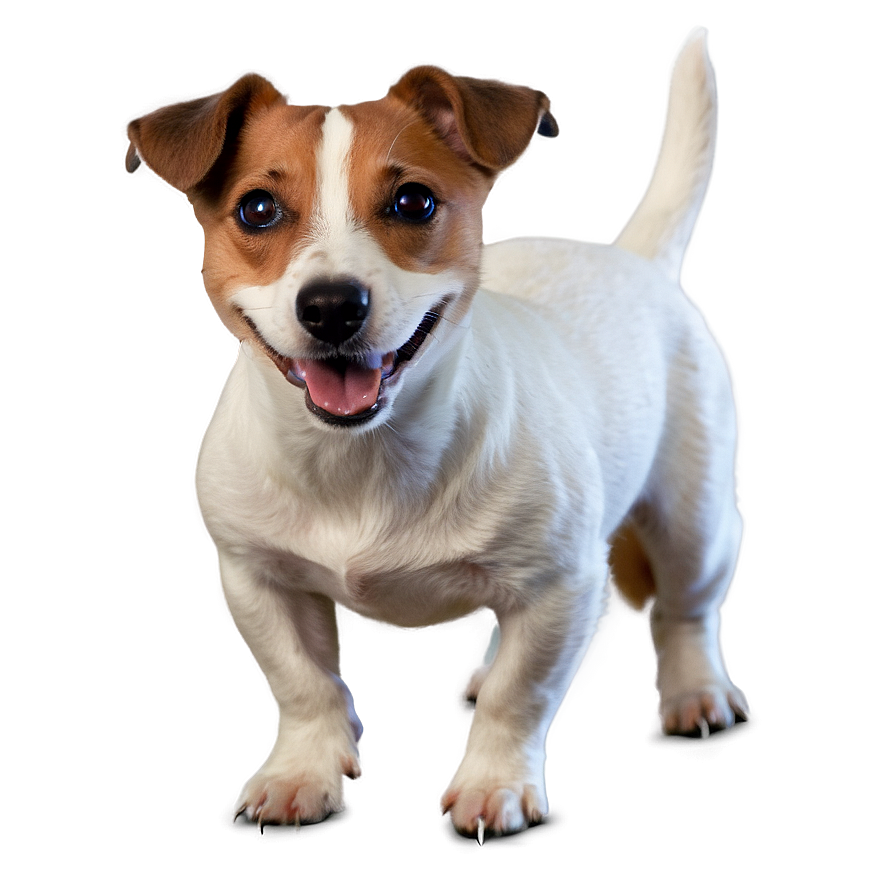 Smiling Jack Russell Png Vkp70