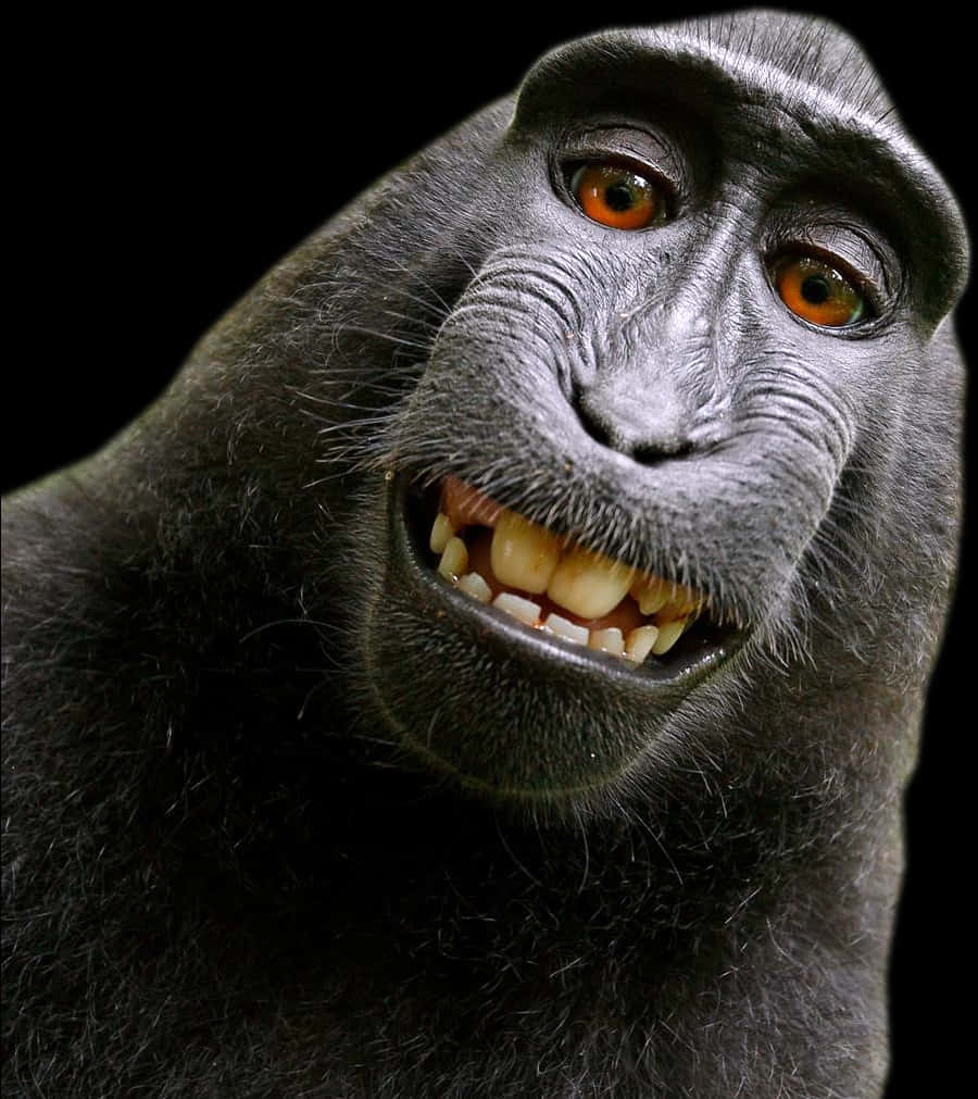 Smiling Monkey Portrait